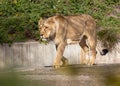 Female Asiatic Lion in Gujarat, India Royalty Free Stock Photo