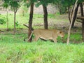 Female Asiatic Lion - Lioness - in Forest Royalty Free Stock Photo