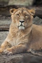 Female Asiatic lion (Panthera leo persica). Royalty Free Stock Photo