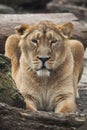 Female Asiatic lion (Panthera leo persica). Royalty Free Stock Photo