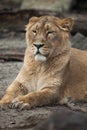 Female Asiatic lion (Panthera leo persica).