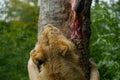 Female Asiatic Lion / Panthera leo persica eating raw meat