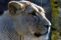 Female Asiatic lion Panthera leo persica Royalty Free Stock Photo