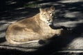 female Asiatic lion, Panthera leo persica, rests and observes the surroundings