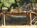 Female Asiatic Lion Sitting over a Wooden Structure