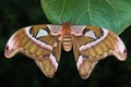 Female Atlas moth on green leaf against dark background Royalty Free Stock Photo