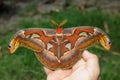 Female attacus atlas moth on hand Royalty Free Stock Photo