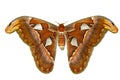 Female attacus atlas moth