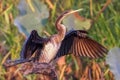 Female Australasian Darter (Anhinga novaehollandiae) Royalty Free Stock Photo