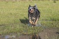 Female Australian Cattle Dog running Royalty Free Stock Photo