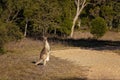 Female Australian Kangaroo With A Joey In Her Pouch Royalty Free Stock Photo