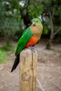 Female Australian King Parrot, Alisterus scapularis, perched on a fence post, Kennett River, Victoria, Australia Royalty Free Stock Photo