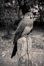 Female Australian King Parrot, Alisterus scapularis, perched on a fence post, Kennett River, Victoria, Australia Royalty Free Stock Photo