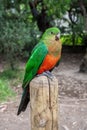 Female Australian King Parrot, Alisterus scapularis, perched on a fence post, Kennett River, Victoria, Australia Royalty Free Stock Photo