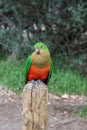 Female Australian King Parrot, Alisterus scapularis, perched on a fence post, Kennett River, Victoria, Australia Royalty Free Stock Photo