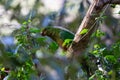 Female Australian king parrot (Alisterus scapularis) Royalty Free Stock Photo