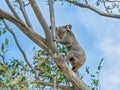 A Female Australian Koala With Joey Climbing A Tree Branch Royalty Free Stock Photo