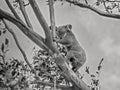 A Female Australian Koala With Joey Climbing A Tree Branch Royalty Free Stock Photo