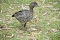 the female maned duck is walking in the grass