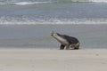 A Female Australian Seal Calling for Her Pup Royalty Free Stock Photo