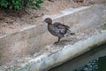 Female Australian Wood Duck