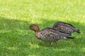 Female Australian wood ducks known as Maned duck, Maned goose wa