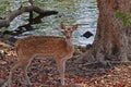 Female Axis Chital Deer Royalty Free Stock Photo