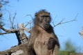 Female Baboon