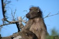 Female Baboon