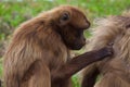 Female baboon grooming her mate.