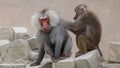 Female baboon grooming a male baboon