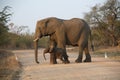 An African elephant croses a road with its baby