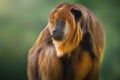 Female Baby Black Howler Monkey Royalty Free Stock Photo