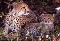 Female and baby cheetah, Serengeti Plain, Tanzania Royalty Free Stock Photo