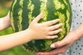Whole watermelon in hands of little girl and young woman Royalty Free Stock Photo