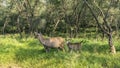 A female and a baby Indian deer sambar Rusa unicolor are standing in a clearing