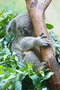 A female and a baby Koalas are sleeping on the trunk