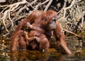 Female and baby orangutan drinking water from the river in the jungle. Indonesia. The island of Kalimantan Borneo.