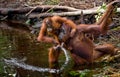 Female and baby orangutan drinking water from the river in the jungle. Indonesia. The island of Kalimantan (Borneo).