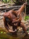 Female and baby orangutan drinking water from the river in the jungle. Indonesia. The island of Kalimantan (Borneo).