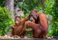 Female and baby orangutan eating fruit. Indonesia. The island of Kalimantan Borneo. Royalty Free Stock Photo