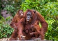 Female and baby orangutan eating fruit. Indonesia. The island of Kalimantan Borneo. Royalty Free Stock Photo