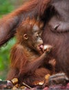 Female and baby orangutan eating fruit. Indonesia. The island of Kalimantan (Borneo). Royalty Free Stock Photo