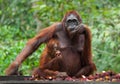 Female and baby orangutan eating fruit. Indonesia. The island of Kalimantan (Borneo). Royalty Free Stock Photo