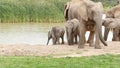 Female and baby at Waterhole