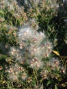 Female Baccharis Halimifolia Plants in the Sun near a Pond in the Fall.