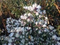 Female Baccharis Halimifolia Plants in the Sun near a Pond in the Fall.