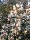 Female Baccharis Halimifolia Plants in the Sun near a Pond in the Fall.