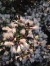 Female Baccharis Halimifolia Plants in the Sun near a Pond in the Fall.