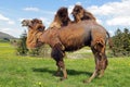 A female Bactrian camel Royalty Free Stock Photo